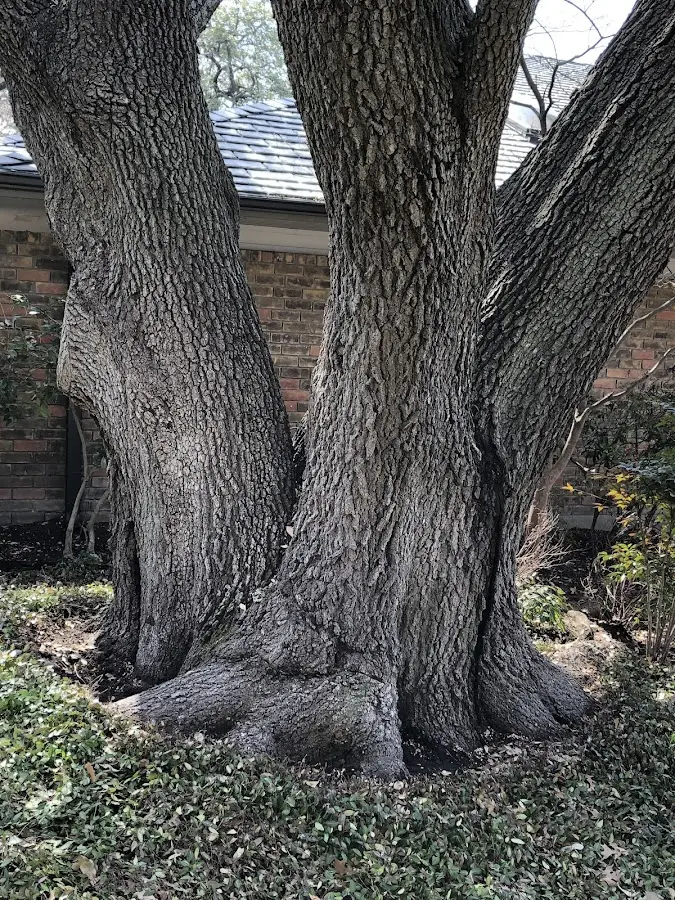Mature heritage tree close to a Riverton property cared for by certified arborists